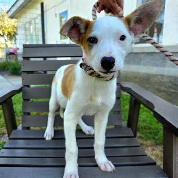 FAWN -  Basenji and Siberian Husky Dog for Adoption in Long Beach, California - FAWN | PetCurious