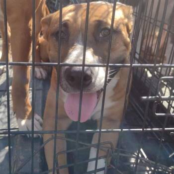 Piper -  Mixed Breed Dog for Adoption in Huntington, West Virginia - Piper | PetCurious