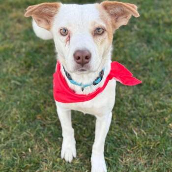 Rescue Jack Russell Terrier Dogs for Adoption in Phoenix, Arizona - Lolly | PetCurious