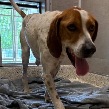 English Coonhound Dogs Available for Adoption in Nashville, Indiana - Horton | PetCurious