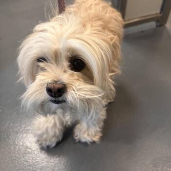 Patrisha -  Mixed Breed Dog Available for Adoption in Allentown, Pennsylvania - Patrisha | PetCurious
