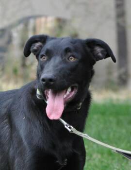 Rescue Shepherd Dogs for Adoption in Union Gap, Washington - Osito | PetCurious