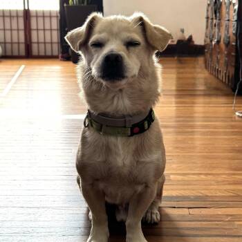 Rescue Chihuahua Dogs for Adoption in Seal Beach, California - Sunshine | PetCurious