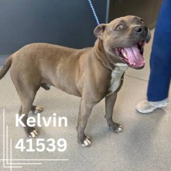 Rescue Mixed Breed Dogs for Adoption in Bainbridge, Georgia - Kelvin | PetCurious