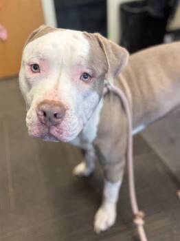 Pit Bull Terrier Dogs Available for Adoption in West Valley City, Utah - DANNY DAPITTO | PetCurious