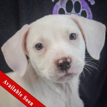 Hope -  English Setter and Spaniel Dog for Adoption in Huntley, Illinois - Hope | PetCurious