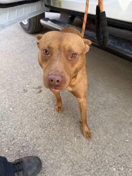 Terrier and Australian Cattle Dog Blue Heeler Dogs Available for Adoption - JEDI | PetCurious