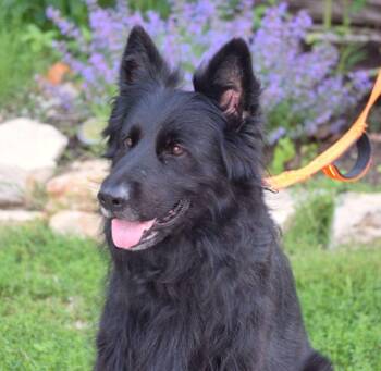 Ella -  German Shepherd Dog Dog Available for Adoption in Parkville, Missouri - Ella | PetCurious