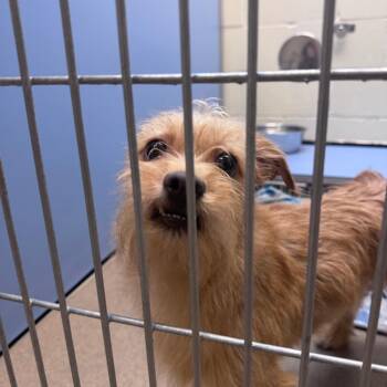 Bear -  Bichon Frise and Mixed Breed Dog for Adoption in South Haven, Michigan - Bear | PetCurious