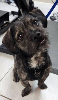 Wirehaired Terrier Dogs Available for Adoption in Walnutport, Pennsylvania - Lakota | PetCurious