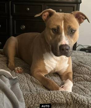 Rescue Pit Bull Terrier Dogs for Adoption in Burlington, New Jersey - Cookie | PetCurious