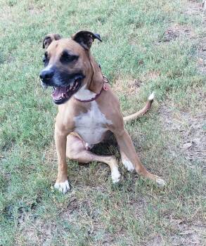 Bush -  Boxer Dog for Adoption in Tom Bean, Texas - Bush | PetCurious