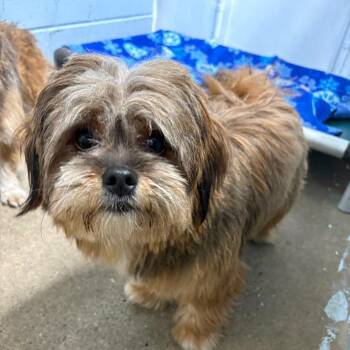Rescue Shih Tzu and Pomeranian Dogs for Adoption in Crookston, Minnesota - Bear | PetCurious