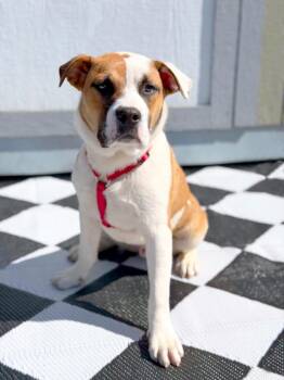 Boxer and Mixed Breed Dogs Available for Adoption in Savage, Minnesota - Leo | PetCurious