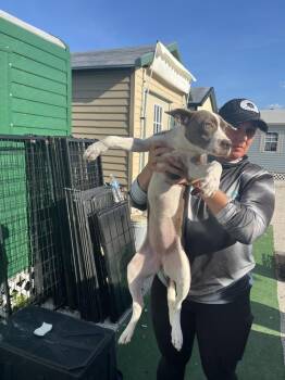 Staffordshire Bull Terrier Dogs Available for Adoption in Lakeland, Florida - Lulu | PetCurious