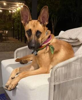 Rescue German Shepherd Dog Dogs for Adoption in Temecula, California - Nala | PetCurious