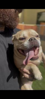 Shimmer -  French Bulldog Dog for Adoption in Ventura, California - Shimmer | PetCurious
