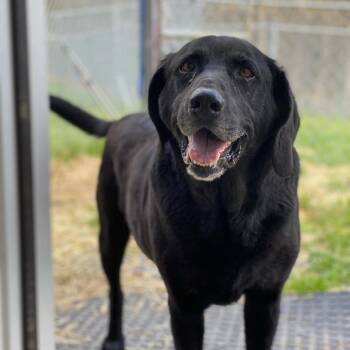 Rescue Black Labrador Retriever Dogs for Adoption in Fairmont, West Virginia - Ellis | PetCurious
