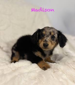 Dachshund and Australian Shepherd Dogs Available for Adoption - Madison | PetCurious