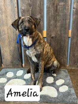 AMELIA 425 -  Mixed Breed Dog for Adoption in New Berlin, Wisconsin - AMELIA 425 | PetCurious
