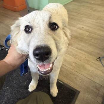 Great Pyrenees Dogs Available for Adoption in Austin, Texas - Alberta | PetCurious