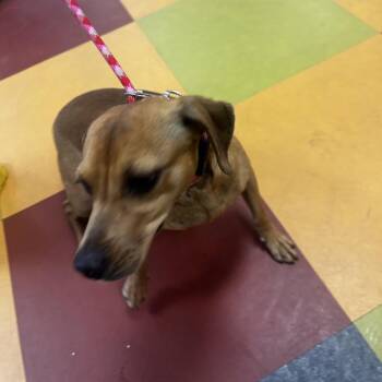 Mixed Breed Dogs Available for Adoption in Philadelphia, Pennsylvania - Tiny Chiragra | PetCurious
