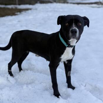 Pit Bull Terrier and Labrador Retriever Dogs Available for Adoption in Baltimore, Maryland - Bella | PetCurious