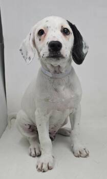 Beagle and Hound Dogs Available for Adoption in New York, New York - Matterhorn | PetCurious