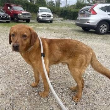 Labrador Retriever Dogs Available for Adoption in Philadelphia, Pennsylvania - Hodor | PetCurious