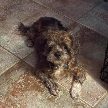Dillard -  Poodle Dog for Adoption in Benbrook, Texas - Dillard | PetCurious