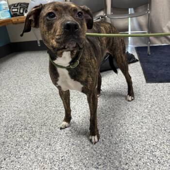Meadow -  Pit Bull Terrier Dog for Adoption in Kansas City, Missouri - Meadow | PetCurious