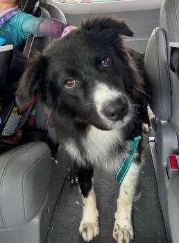 Border Collie and Australian Shepherd Dogs Available for Adoption in Winter Park, Colorado - Kevin | PetCurious