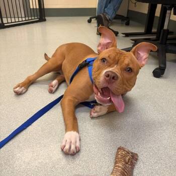 ACE -  American Bulldog Dog for Adoption in Boston, Massachusetts - ACE | PetCurious