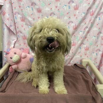 A613945 -  Poodle Dog for Adoption in Modesto, California - A613945 | PetCurious