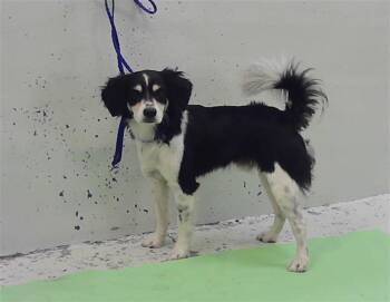 DAVE -  Chihuahua and Mixed Breed Dog for Adoption in Houston, Texas - DAVE | PetCurious