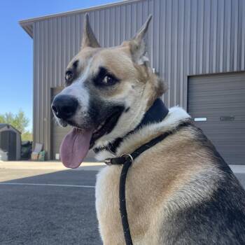 Pepe -  German Shepherd Dog and Mixed Breed Dog for Adoption in Flagstaff, Arizona - Pepe | PetCurious