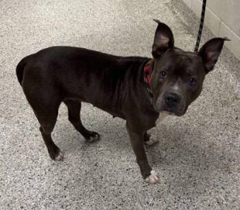 Pit Bull Terrier and Mixed Breed Dogs Available for Adoption in Kansas City, Missouri - Bloom | PetCurious