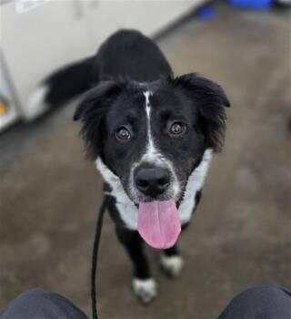 Mixed Breed Dogs Available for Adoption - CONI | PetCurious