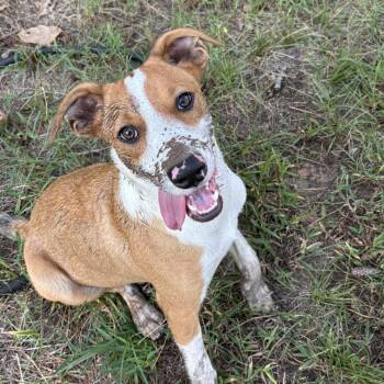 Rescue Mixed Breed Dogs for Adoption in Mineola, Texas - Jack | PetCurious
