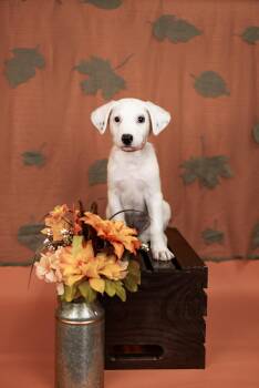 852-26 -  Shepherd and Pit Bull Terrier Dog for Adoption in Brighton, Colorado - 852-26 | PetCurious