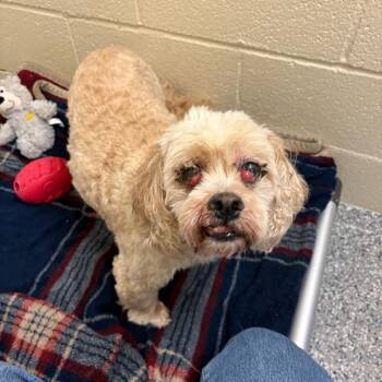 Baxter -  Cocker Spaniel and Mixed Breed Dog for Adoption in Hendersonville, North Carolina - Baxter | PetCurious