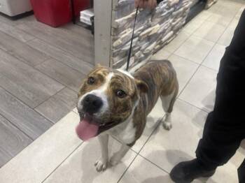 Pit Bull Terrier Dogs Available for Adoption - CHUNGUS | PetCurious