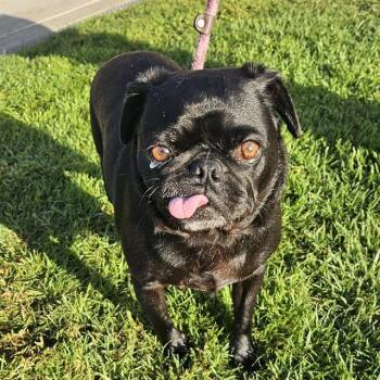 BRUNO -  Pug and Mixed Breed Dog for Adoption in Camarillo, California - BRUNO | PetCurious