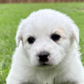 Great Pyrenees and Retriever Dogs Available for Adoption in Bulverde, Texas - Molly | PetCurious