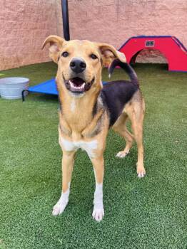 Leo -  Hound and German Shepherd Dog Dog for Adoption in Rockwall, Texas - Leo | PetCurious