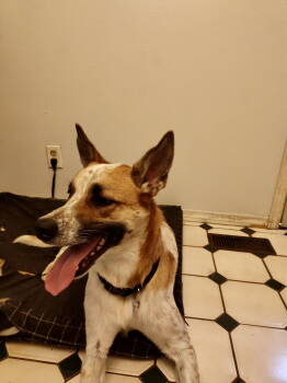 Rescue Australian Cattle Dog Blue Heeler Dogs for Adoption in Barnhart, Missouri - Rocky | PetCurious