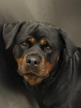 ZELLE -  Rottweiler and Mixed Breed Dog for Adoption in Dallas, Texas - ZELLE | PetCurious