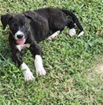 A479788 -  American Staffordshire Terrier Dog for Adoption in Oklahoma City, Oklahoma - A479788 | PetCurious