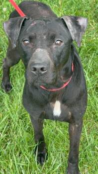 Pit Bull Terrier and Labrador Retriever Dogs Available for Adoption in Springfield, Illinois - Frankie | PetCurious