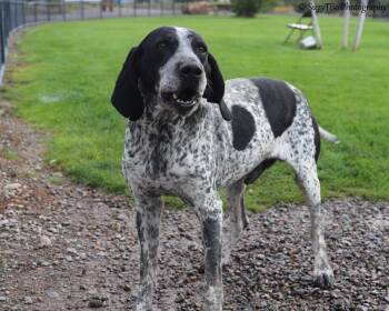 Rescue Bluetick Coonhound Dogs for Adoption in Montrose, Colorado - Zorro | PetCurious